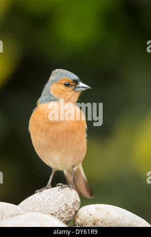 Erwachsenen männlichen Buchfinken (Fringilla Coelebs) stehend auf einem Kieselstein Stockfoto