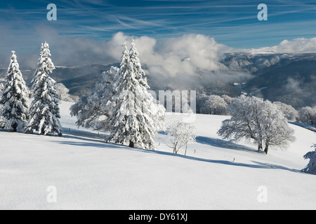 Schneebedeckte Bäume, Schauinsland bei Freiburg Im Breisgau, Schwarzwald, Baden-Württemberg, Deutschland Stockfoto