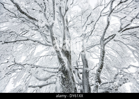 Schneebedeckte Bäume, Schauinsland bei Freiburg Im Breisgau, Schwarzwald, Baden-Württemberg, Deutschland Stockfoto