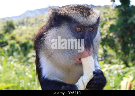 Mona Affe (Cercopithecus Mona) isst Banane, Grand Etang Nationalpark, Grenada, West Indies, Karibik, Mittelamerika Stockfoto