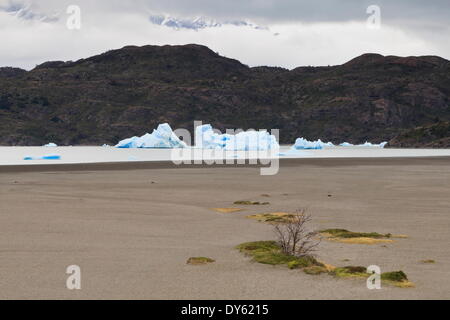 Einsamer Busch am Lago Grey Seeufer mit Eisbergen hinter Torres del Paine Nationalpark, Patagonien, Chile, Südamerika Stockfoto