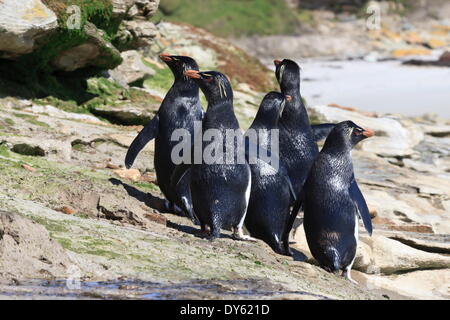 Nass Rockhopper Penguins (Eudyptes Chrysocome) auf den Felsen, der Hals, Saunders Island, Falkland-Inseln, Südamerika Stockfoto