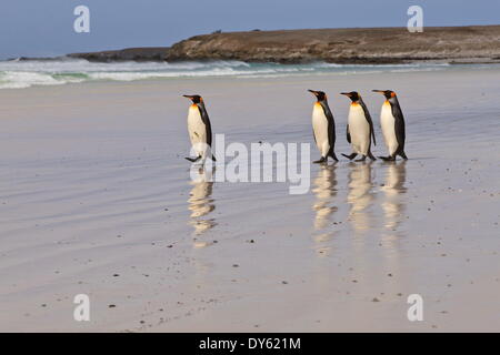 Königspinguine (Aptenodytes Patagonicus) in einer Linie auf einen weißen Sandstrand, Volunteer Point, East Falkland, Falkland-Inseln Stockfoto