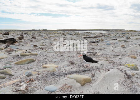 Magellan Oyster Catcher (Haematopus Leucopodus) und Sea Lion Lodge, Sea Lion Island, Falkland-Inseln, Südamerika Stockfoto