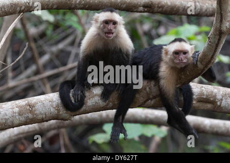 White-faced Capuchin Affen (Cebus Capucinus), Curu Naturschutzgebiet, Costa Rica, Mittelamerika Stockfoto