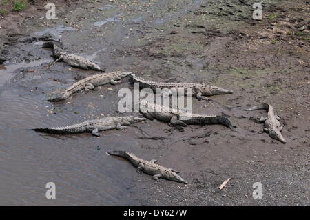 Amerikanische Krokodile (Crocodylus Acutus), Rio Tarcoles, Carara Wildlife Refuge, Costa Rica, Mittelamerika Stockfoto