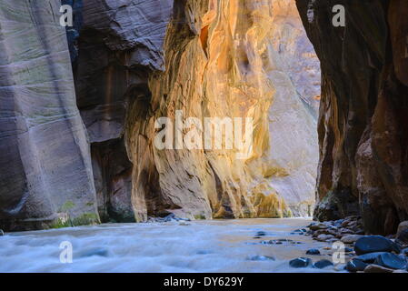 Virgin River Narrows, Zion Nationalpark, Utah, Vereinigte Staaten von Amerika, Nordamerika Stockfoto