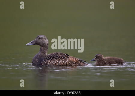 Gemeinsamen Eiderenten (Somateria Mollissima) weiblich und Küken, Island, Polarregionen Stockfoto