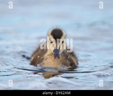 Gadwall (Anas Strepera) Entchen schwimmen, See Myvatn, Island Stockfoto