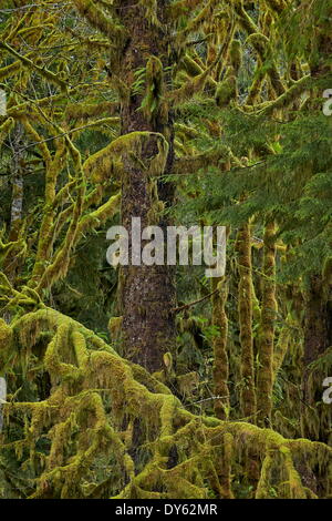 Moos bedeckten Zweige in den Regenwald, Olympic Experimental State Forest, Washington, Vereinigte Staaten von Amerika, Nordamerika Stockfoto