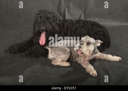 Schwarzer russischer Terrier (BRT oder Stalins Hund) & Schnauzer auf schwarzem Hintergrund Stockfoto