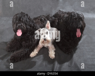 Schwarzer russischer Terrier (BRT oder Stalins Hund) & Schnauzer auf schwarzem Hintergrund Stockfoto