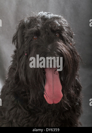 Schwarzer russischer Terrier (BRT oder Stalins Hund) auf schwarzem Hintergrund Stockfoto