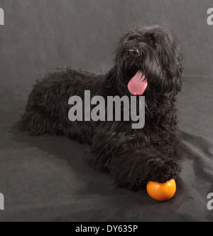 Schwarzer russischer Terrier (BRT oder Stalins Hund) auf schwarzem Hintergrund Stockfoto