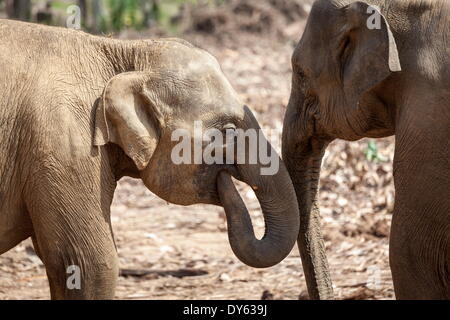 Juvenile Elefanten (Elephantidae) spielen mit ihrer Stämme, Pinnewala Elephant Orphanage, Sri Lanka, Asien Stockfoto