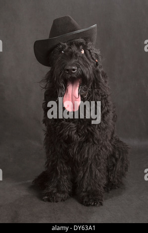 Schwarzer russischer Terrier (BRT oder Stalins Hund) auf schwarzem Hintergrund Stockfoto