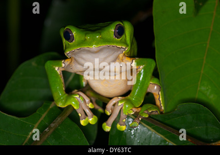 Ein riesiger Affe Frosch (Phyllomedusa bicolor) hoch oben in einige Palmwedel in der Nacht im Amazonasbecken in Peru. Stockfoto