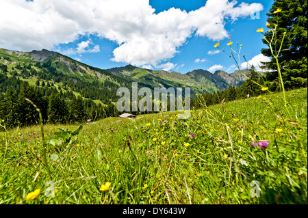 aApine Wiese und Berge in der Nähe von Gstaad, Berner Oberland, Schweiz, Europa Stockfoto