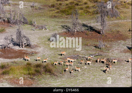 Luftaufnahme des roten Letschwe (Kobus Leche), Okavango Delta, Botswana, Afrika Stockfoto