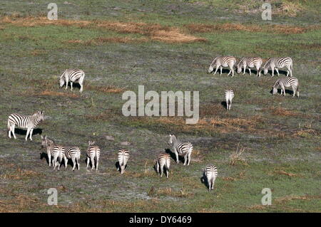 Luftaufnahme des Ebenen Zebras (Equus Quagga), Okavango Delta, Botswana, Afrika Stockfoto