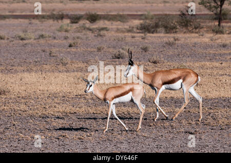 Springbock (Antidorcas Marsupialis), Central Kalahari Nationalpark, Botswana, Afrika Stockfoto