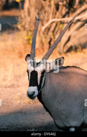 Oryx (Oryx Gazella), Central Kalahari Nationalpark, Botswana, Afrika Stockfoto