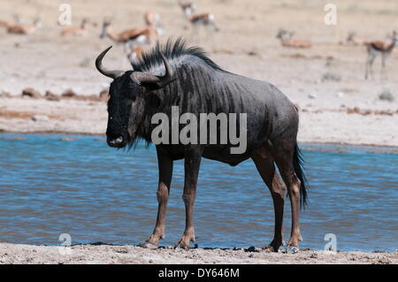 Blaue Gnus (Connochaetes Taurinus), Nxai Pan National Park, Botswana, Afrika Stockfoto