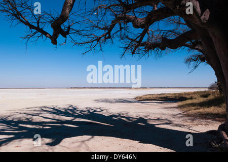 Baines Baobabs, Kudiakam Pan, Nxai Pan National Park, Botswana, Afrika Stockfoto