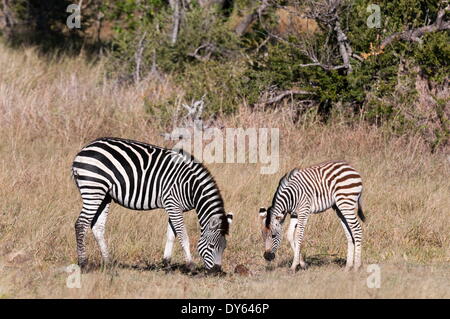 Zebra, Khwai-Konzession, Okavango Delta, Botswana, Afrika Stockfoto