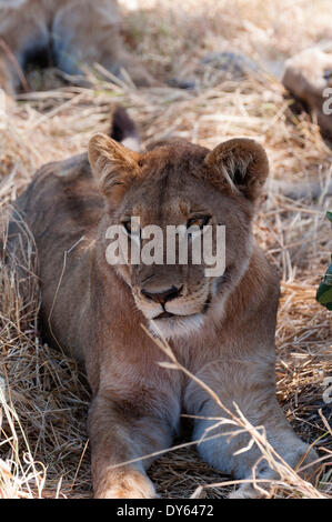 Löwe (Panthera Leo), Khwai-Konzession, Okavango Delta, Botswana, Afrika Stockfoto
