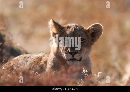 Löwe (Panthera Leo), Mashatu Game Reserve, Botswana, Afrika Stockfoto