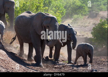 Afrikanischer Elefant (Loxodonta Africana), Mashatu Game Reserve, Botswana, Afrika Stockfoto