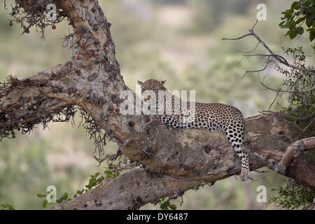 Leopard (Panthera Pardus) in einem Feigenbaum, Krüger Nationalpark, Südafrika, Afrika Stockfoto