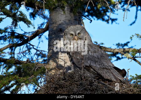 Große graue Eule (Strix Nebulosa) weiblich und 13 Tage alten Küken, Yellowstone-Nationalpark, Wyoming, Vereinigte Staaten von Amerika Stockfoto