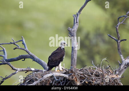 Steinadler (Aquila Chrysaetos) Küken ungefähr 50 Tage alt, Stillwater County, Montana, Vereinigte Staaten von Amerika, Nordamerika Stockfoto