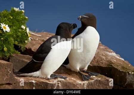 Tordalk (Alca Torda) paar, Island, Polarregionen Stockfoto