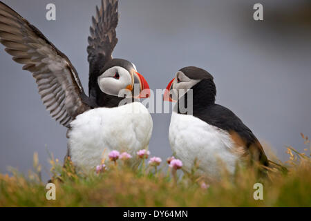 Papageitaucher (Fratercula Arctica) paar, Island, Polarregionen Stockfoto