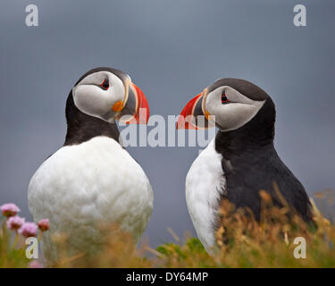 Papageitaucher (Fratercula Arctica) paar, Island, Polarregionen Stockfoto