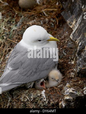 Schwarz-Legged Kittiwake (Rissa Tridactyla) Erwachsene und zwei Küken über die Polargebiete Nest, Island, Stockfoto