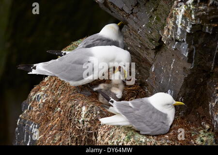 Schwarz-Legged Kittiwake (Rissa Tridactyla) Erwachsenen Fütterung eine Küken auf dem Nest, Island, Polarregionen Stockfoto