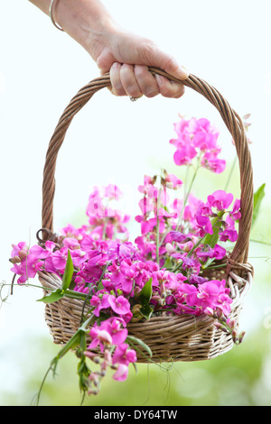 Korb mit Zuckererbsen, Lathyrus Latifolius. Stockfoto