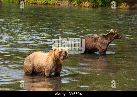 Kamtschatka-Braunbären (Ursus Arctos Beringianus), Kurilen See, Kamtschatka, Russland, Eurasien