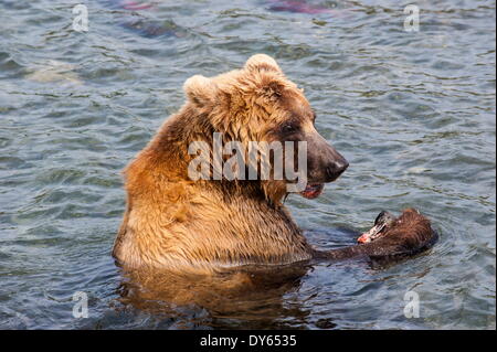 Kamtschatka Braunbär (Ursus Arctos Beringianus) essen Lachs, Kurilen See, Kamtschatka, Russland, Eurasien Stockfoto