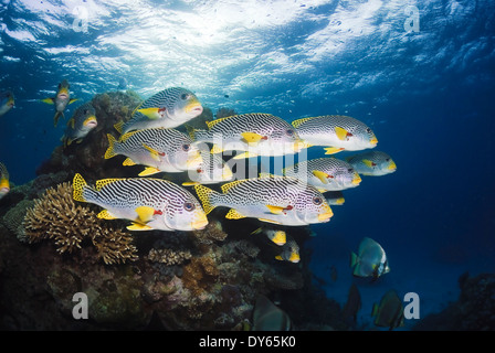 Diagonal-banded Süßlippen (Plectorhinchus Lineatus), Great Barrier Reef und Fledermausfischen Ephippida, Great Barrier Reef, Australien Stockfoto