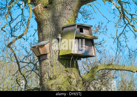 Schleiereule nest Box und Fledermauskästen Eiche Baum befestigt Stockfoto
