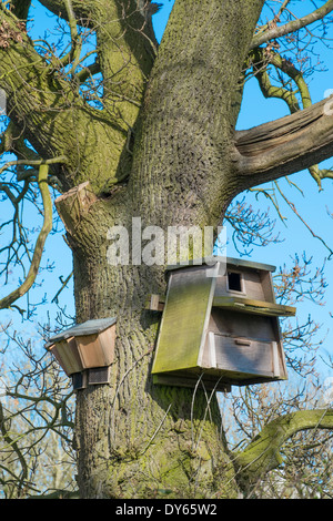 Schleiereule nest Box und Fledermauskästen Eiche Baum befestigt Stockfoto