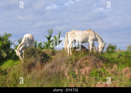 Zwei weiße Camargue-Pferde, alte Pferderasse indigenen zum Bereich Camargue in Südfrankreich, Weiden. Stockfoto