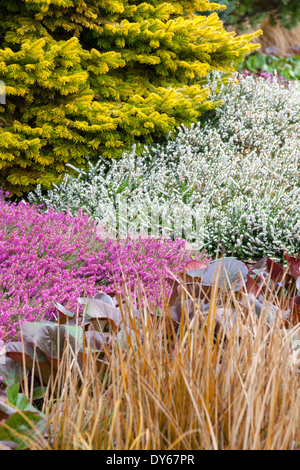 Winter Pflanzen Assoziation mit Koniferen und Heidekraut. Stockfoto