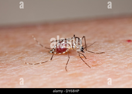 Die Gelbfieber-Mücke siedelt sich in für einen Feed auf ein menschliches Opfer 23. Mai 2012. Die Mücke kann Dengue-Fieber, Chikungunya-Fieber und Gelbfieber-Viren und anderen Krankheiten verbreitet und findet sich in tropischer und subtropischer Regionen auf der ganzen Welt. Stockfoto