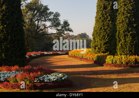 Pflanzen in den nationalen Kandawgyi botanischen Gärten in Pyin U Lwin, Myanmar Stockfoto